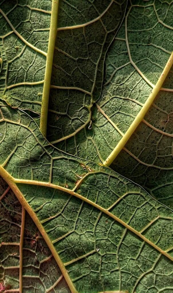 Albahaca