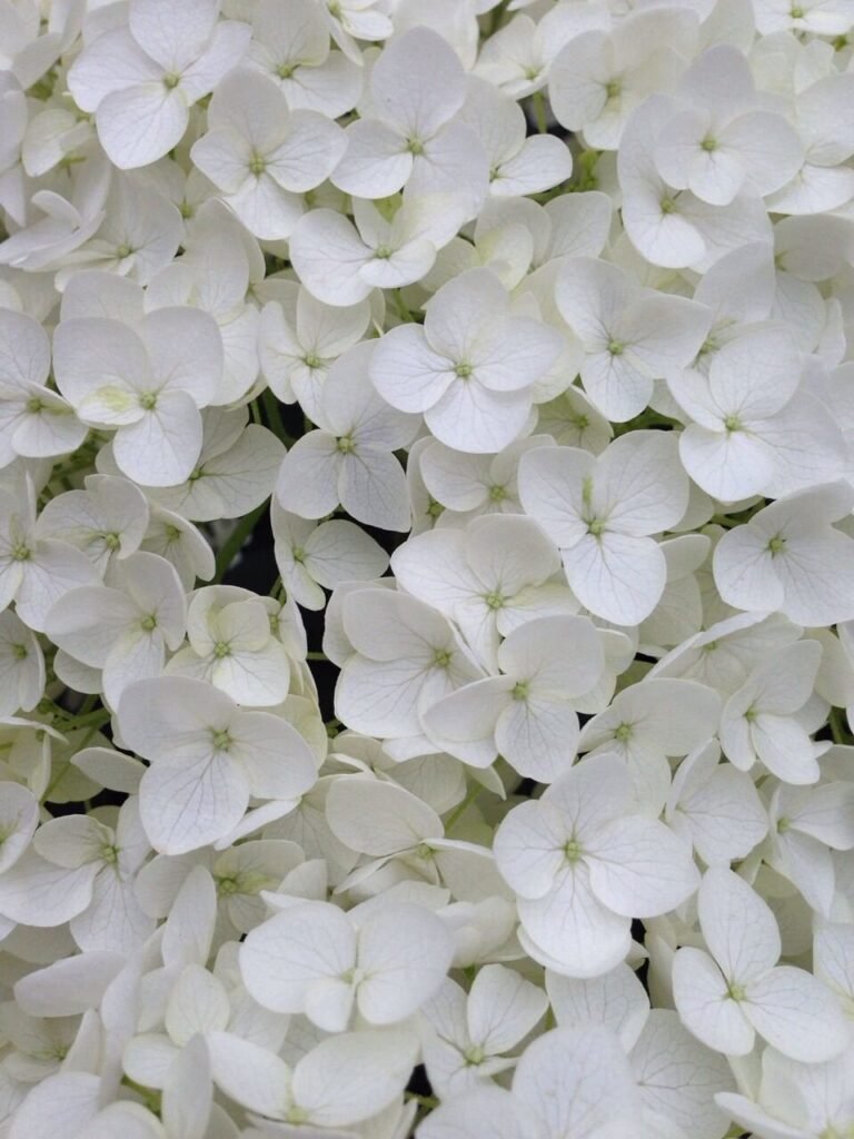 Almizcle Blanco