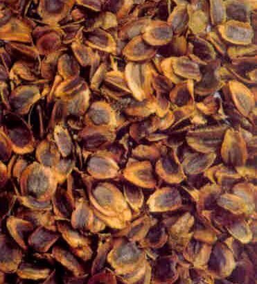 Almizcle