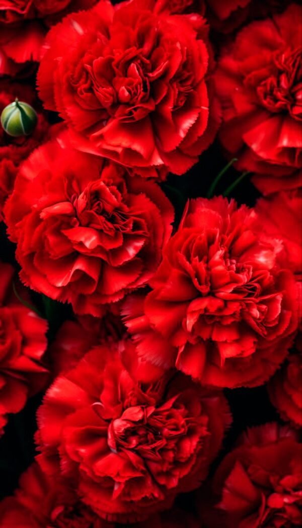Clavel
