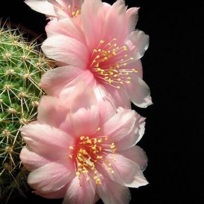 Flor De Cactus