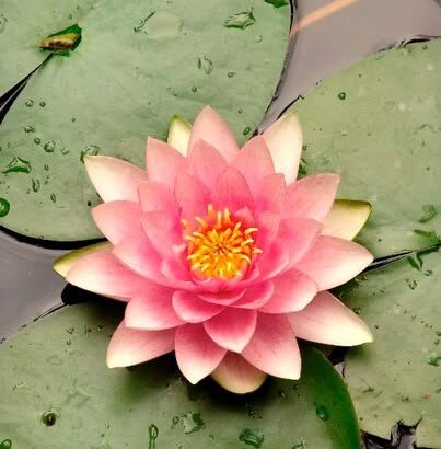 Flor De Loto