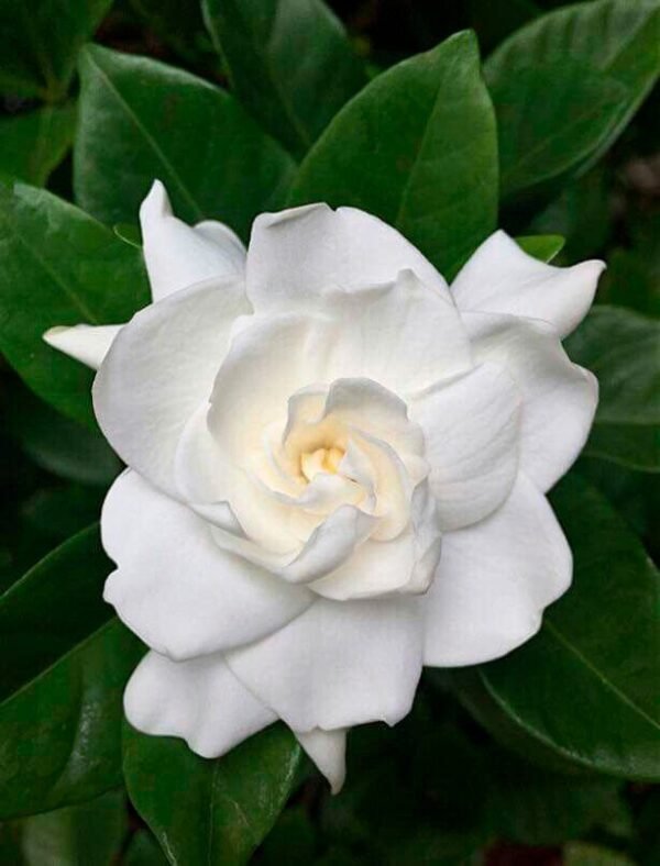 Gardenia