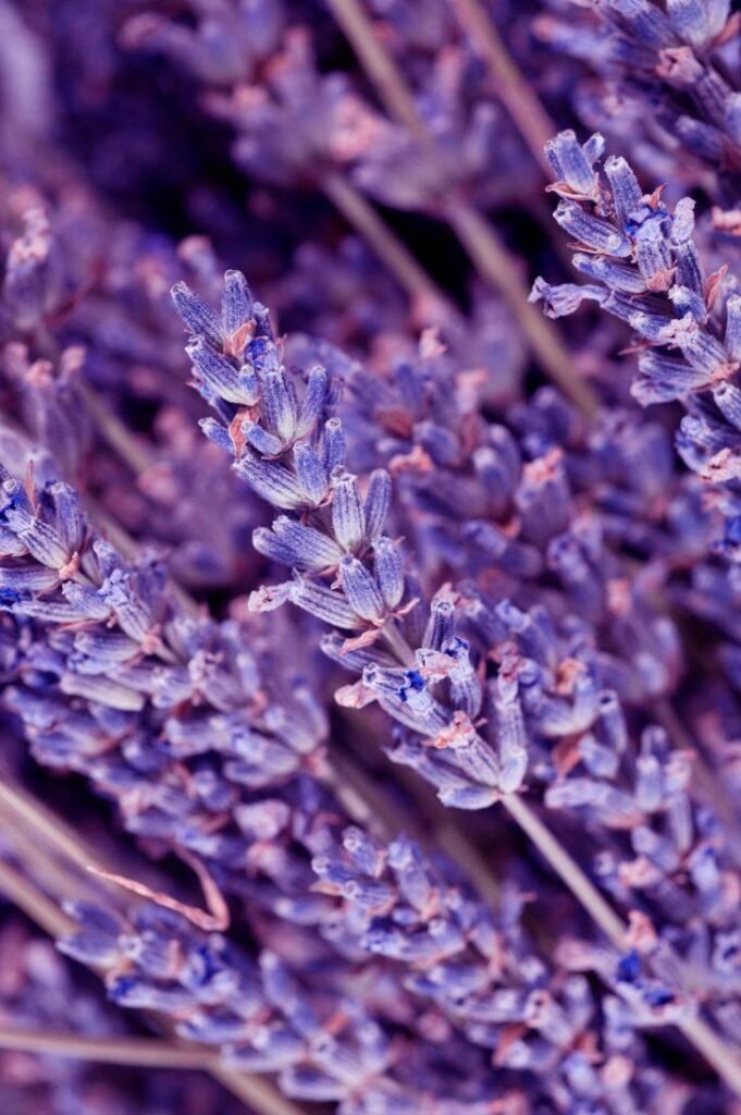 Lavanda