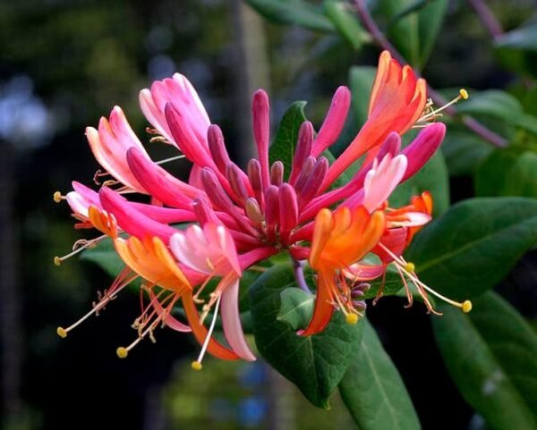 Madreselva