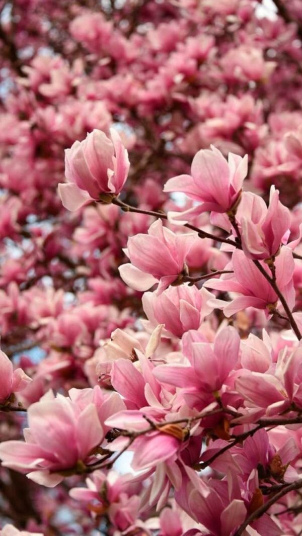 Magnolia