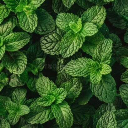 Menta