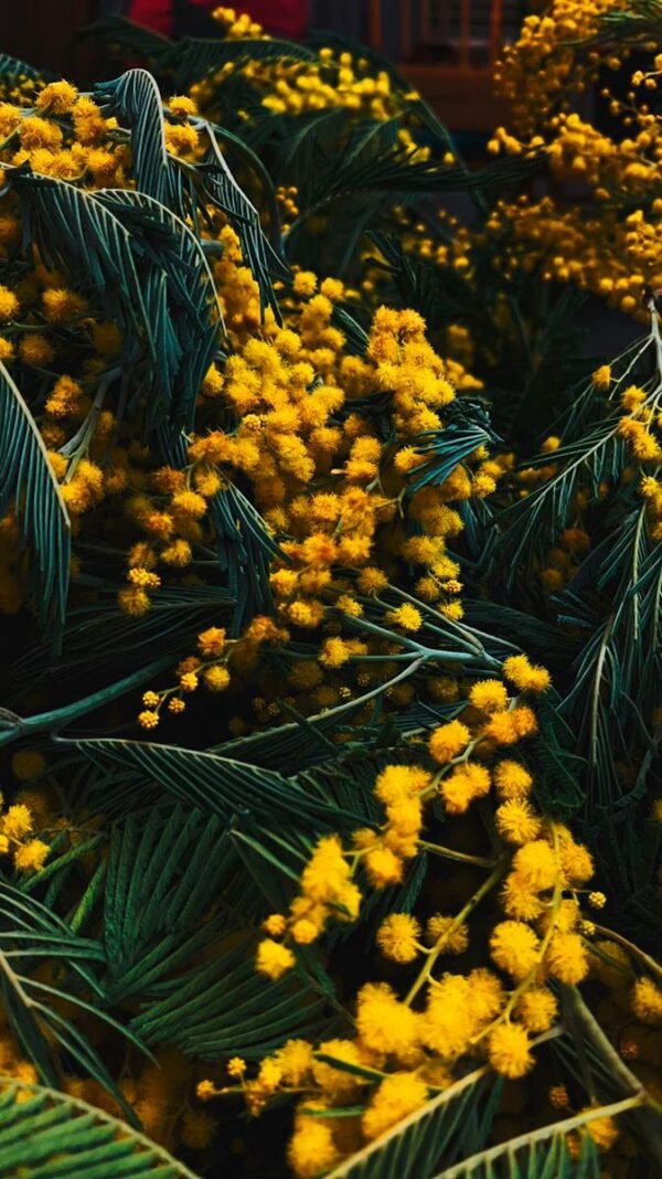 Mimosa