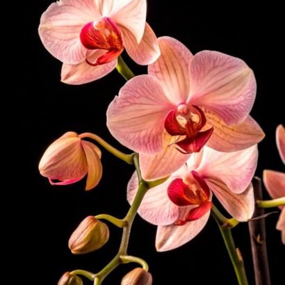Orquidea