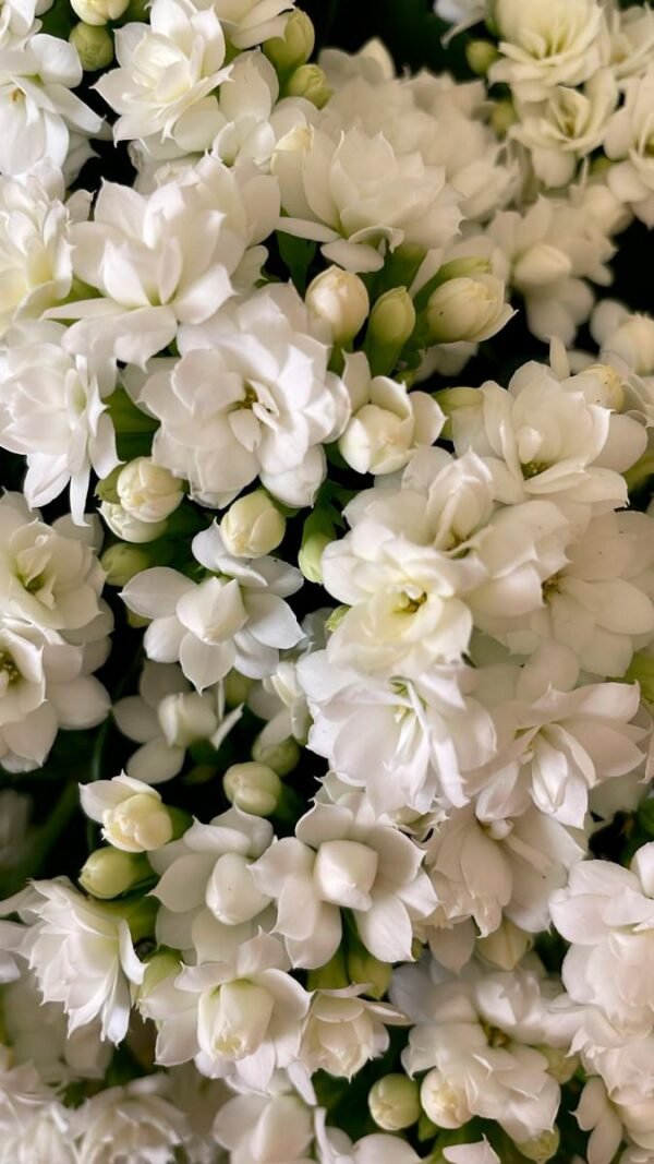 Sampaguita