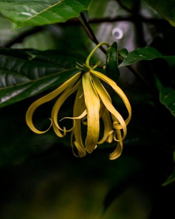 Ylang Ylang
